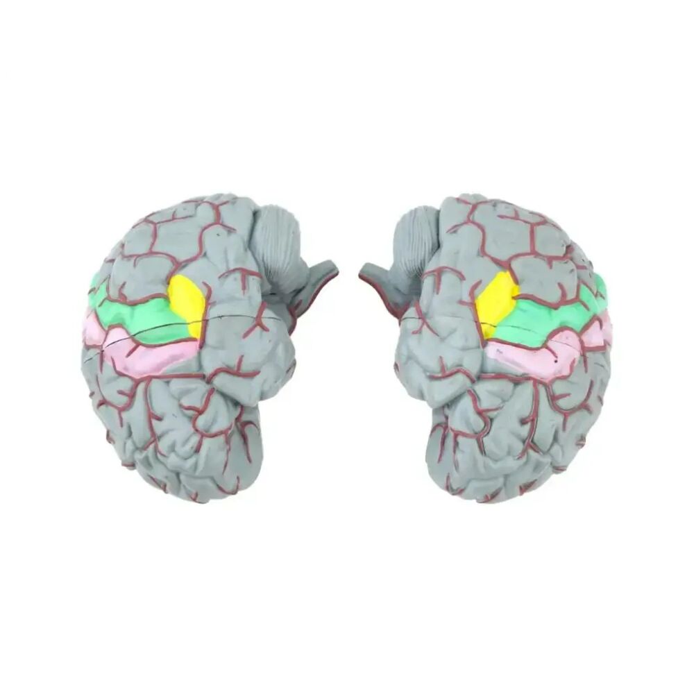 Life Size Human Brain Model - Medical Teaching (w/ 4 sections) EUC - Picture 5 of 10